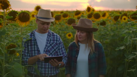 Two-farmers-a-man-and-a-woman-using-a-tablet-computer-in-a-field-with-sunflowers-at-sunset-estimate-the-harvest-and-profit-from-their-business.-Family-business.-the-concept-of-modern-farmers.